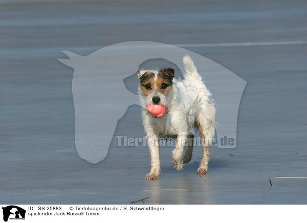spielender Parson Russell Terrier / playing Parson Russell Terrier / SS-25883