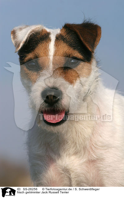 frisch getrimmter Parson Russell Terrier / trimmed Parson Russell Terrier / SS-26256