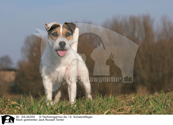 frisch getrimmter Parson Russell Terrier / trimmed Parson Russell Terrier / SS-26269