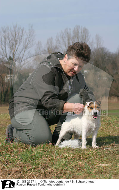 Rarson Russell Terrier wird getrimmt / trimming a Parson Russell Terrier / SS-26271