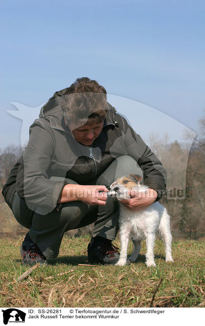 Jack Russell Terrier bekommt Wurmkur / SS-26281