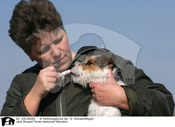 Jack Russell Terrier bekommt Wurmkur / SS-26282