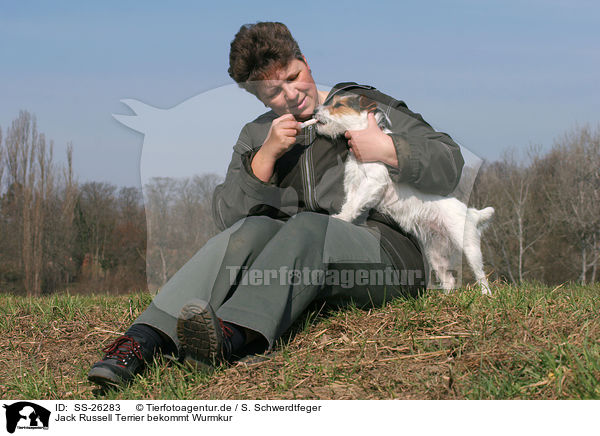 Jack Russell Terrier bekommt Wurmkur / SS-26283