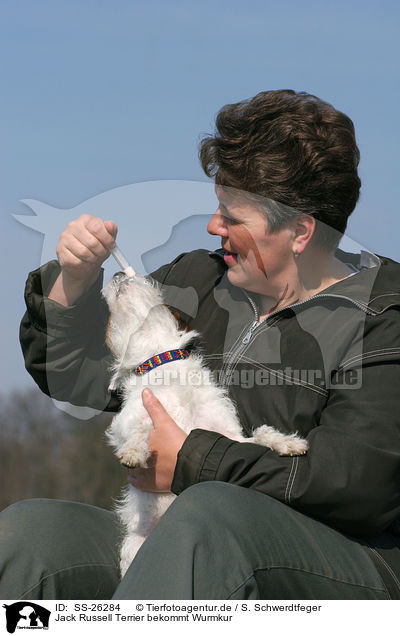 Parson Russell Terrier bekommt Wurmkur / deworming a Parson Russell Terrier / SS-26284