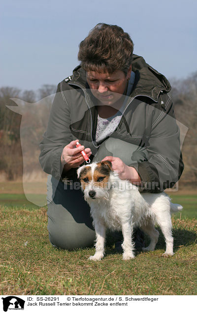 Parson Russell Terrier bekommt Zecke entfernt / removing a tick / SS-26291