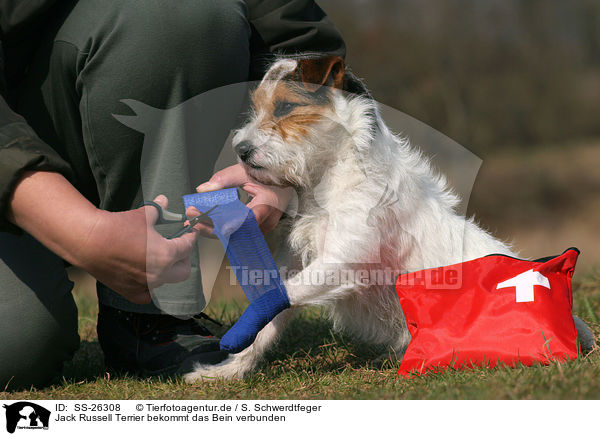 Parson Russell Terrier bekommt das Bein verbunden / bandage a leg / SS-26308