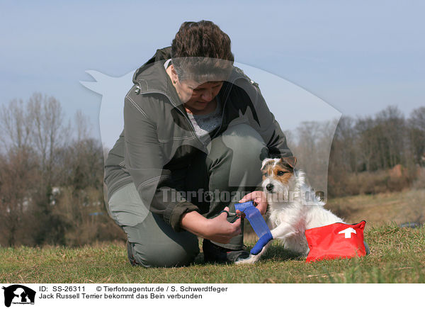 Jack Russell Terrier bekommt das Bein verbunden / SS-26311