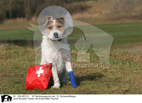 Parson Russell Terrier mit Erste-Hilfe-Tasche / Parson Russell Terrier with first aid bag / SS-26313