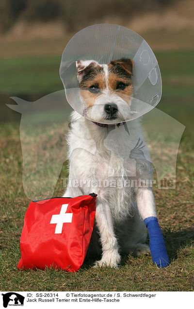 Parson Russell Terrier mit Erste-Hilfe-Tasche / Parson Russell Terrier with first aid bag / SS-26314