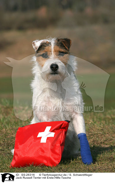 Parson Russell Terrier mit Erste-Hilfe-Tasche / Parson Russell Terrier with first aid bag / SS-26316