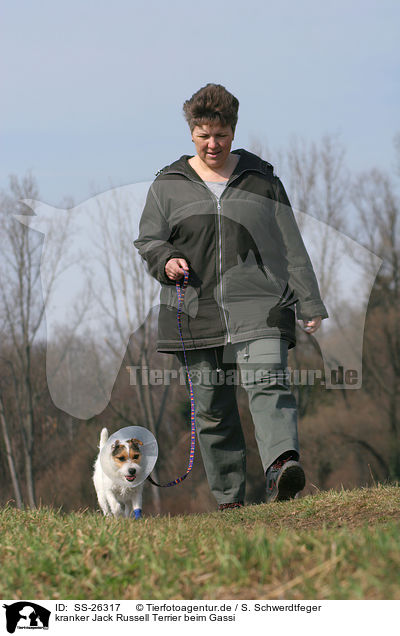 kranker Parson Russell Terrier beim Gassi / woman with injured Parson Russell Terrier / SS-26317