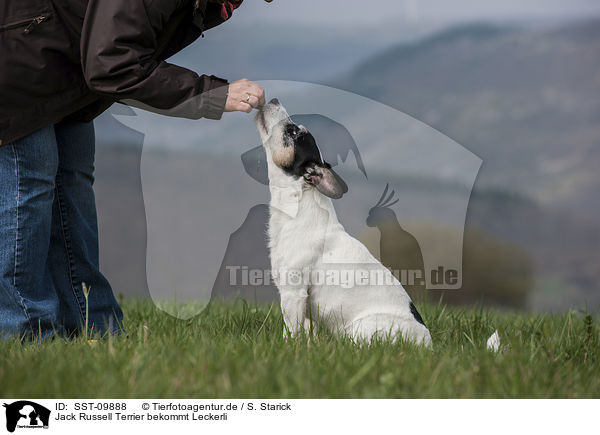 Jack Russell Terrier bekommt Leckerli / eating Jack Russell Terrier / SST-09888