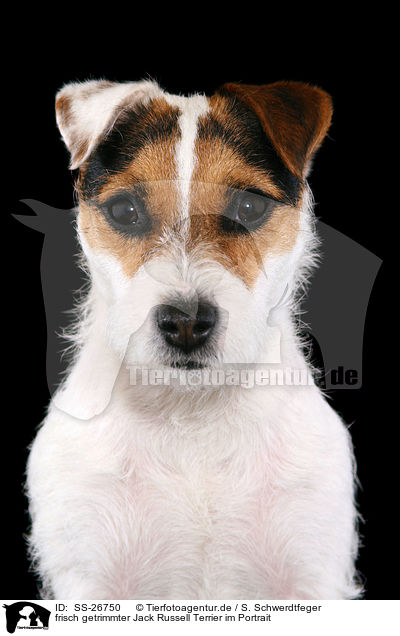 frisch getrimmter Parson Russell Terrier / trimmed Parson Russell Terrier / SS-26750