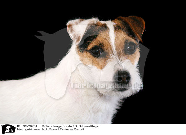 frisch getrimmter Parson Russell Terrier / trimmed Parson Russell Terrier / SS-26754