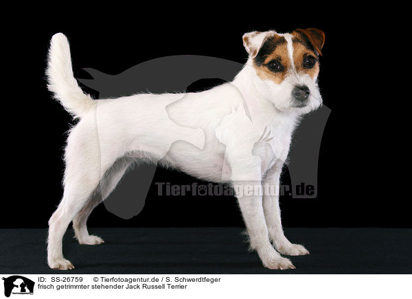 frisch getrimmter stehender Jack Russell Terrier / SS-26759