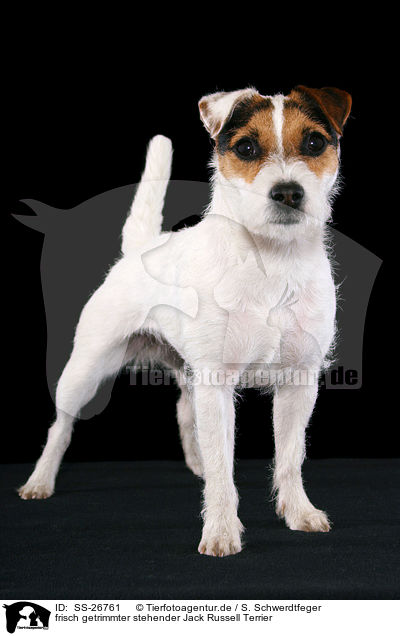 frisch getrimmter stehender Jack Russell Terrier / SS-26761