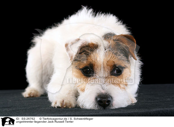 ungetrimmter Parson Russell Terrier / untrimmed Parson Russell Terrier / SS-26762