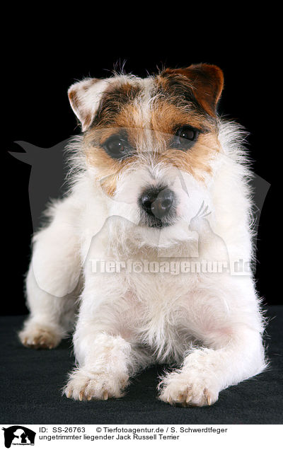 ungetrimmter Parson Russell Terrier / untrimmed Parson Russell Terrier / SS-26763