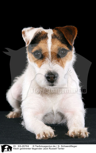 frisch getrimmter liegender Jack Russell Terrier / SS-26764