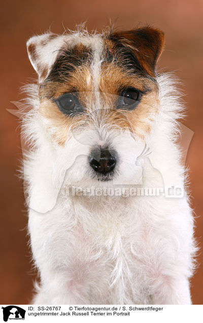ungetrimmter Parson Russell Terrier / untrimmed Parson Russell Terrier / SS-26767