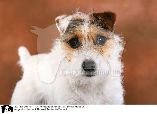 ungetrimmter Parson Russell Terrier / untrimmed Parson Russell Terrier / SS-26770