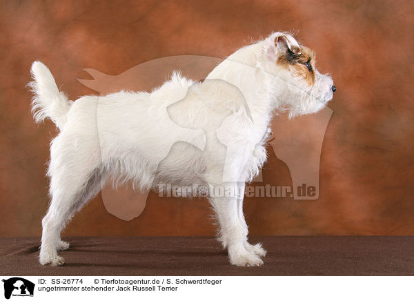 ungetrimmter Parson Russell Terrier / untrimmed Parson Russell Terrier / SS-26774