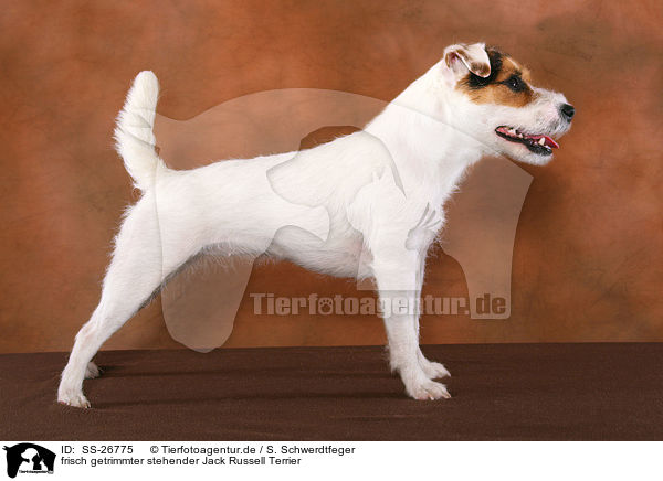 frisch getrimmter Parson Russell Terrier / trimmed Parson Russell Terrier / SS-26775