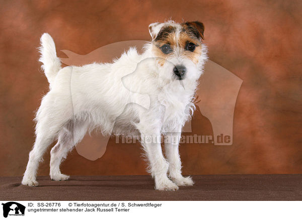 ungetrimmter Parson Russell Terrier / untrimmed Parson Russell Terrier / SS-26776