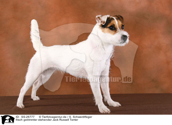 frisch getrimmter Parson Russell Terrier / trimmed Parson Russell Terrier / SS-26777