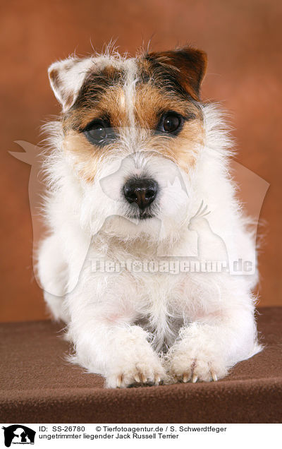 ungetrimmter Parson Russell Terrier / untrimmed Parson Russell Terrier / SS-26780