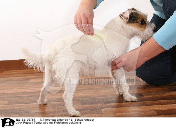 Parson Russell Terrier wird mit Flohkamm gekmmt / brushing a Parson Russell Terrier / SS-26787