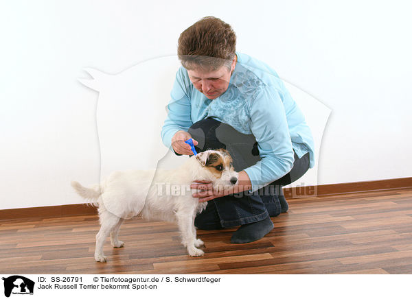 Jack Russell Terrier bekommt Spot-on / SS-26791