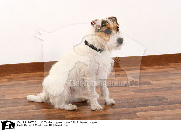 Parson Russell Terrier mit Flohhalsband / Parson Russell Terrier with flea collar / SS-26792