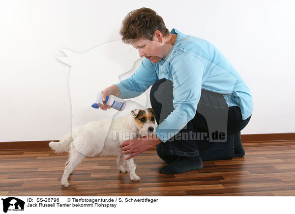 Parson Russell Terrier bekommt Flohspray / Parson Russell Terrier gets spray against fleas / SS-26796