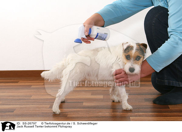 Parson Russell Terrier bekommt Flohspray / Parson Russell Terrier gets spray against fleas / SS-26797