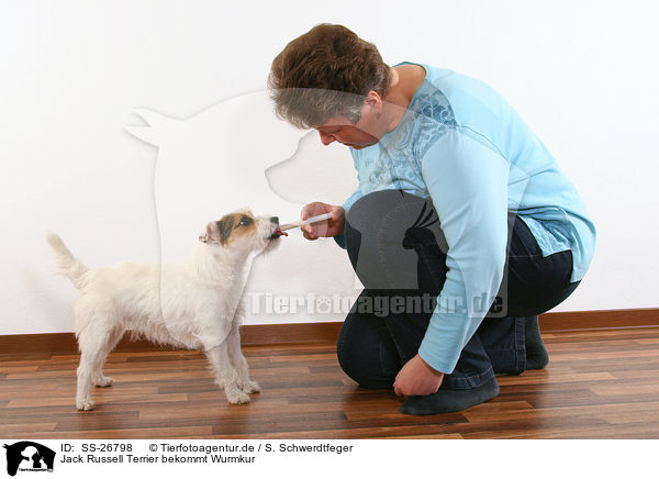 Parson Russell Terrier bekommt Wurmkur / deworming a Parson Russell Terrier / SS-26798