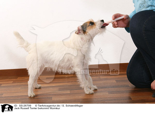Parson Russell Terrier bekommt Wurmkur / deworming a Parson Russell Terrier / SS-26799