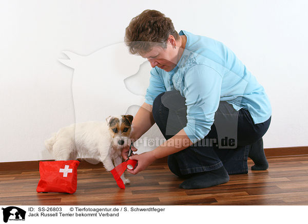 Jack Russell Terrier bekommt Verband / SS-26803