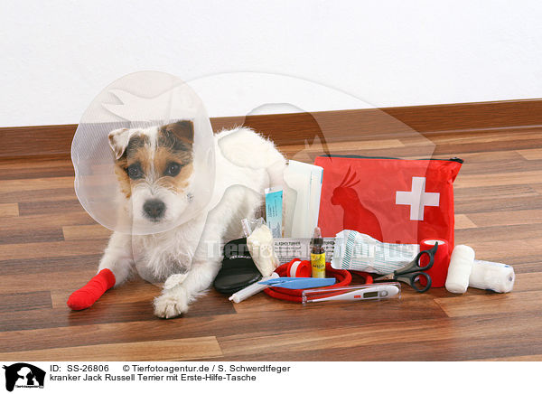 kranker Jack Russell Terrier mit Erste-Hilfe-Tasche / SS-26806