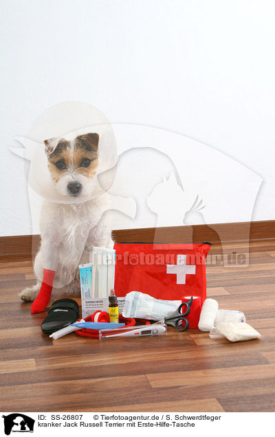 Parson Russell Terrier mit Erste-Hilfe-Tasche / Parson Russell Terrier with first aid bag / SS-26807