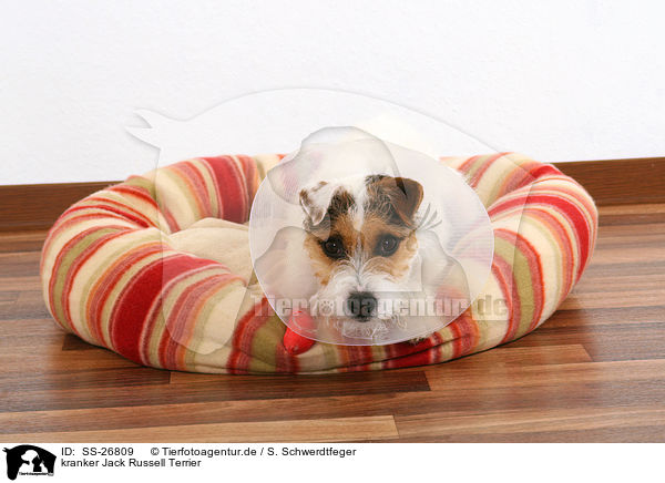 kranker Jack Russell Terrier / SS-26809