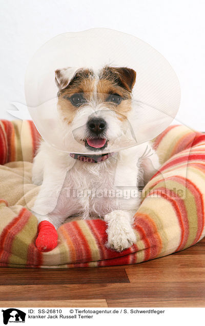 kranker Jack Russell Terrier / SS-26810