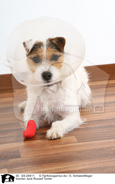 kranker Jack Russell Terrier / SS-26811