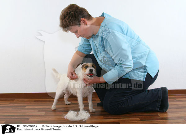 Frau trimmt Parson Russell Terrier / woman with Parson Russell Terrier / SS-26812