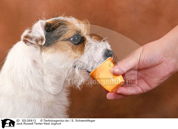 Parson Russell Terrier frisst Joghurt / Parson Russell Terrier eats yoghurt / SS-26813