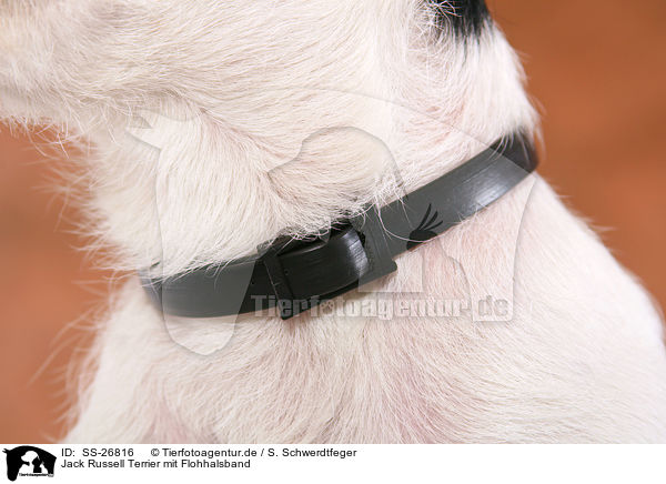 Parson Russell Terrier mit Flohhalsband / Parson Russell Terrier with flea collar / SS-26816