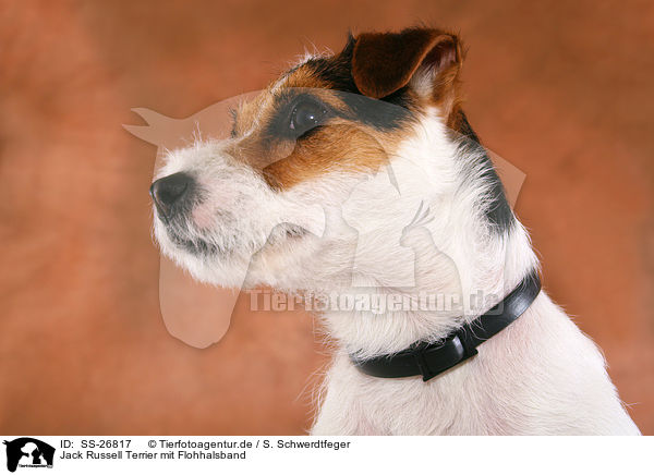 Parson Russell Terrier mit Flohhalsband / Parson Russell Terrier with flea collar / SS-26817