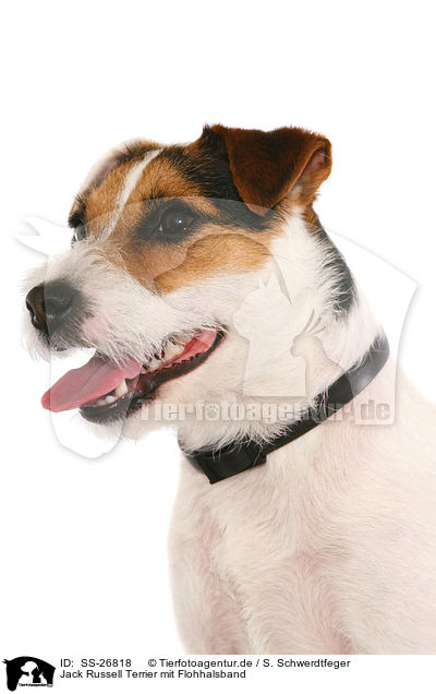 Parson Russell Terrier mit Flohhalsband / Parson Russell Terrier with flea collar / SS-26818