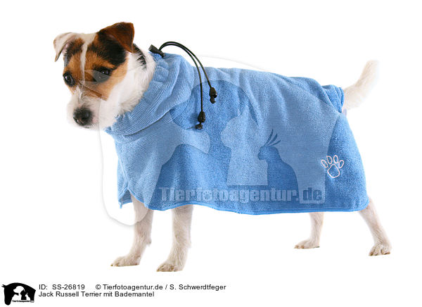 Parson Russell Terrier mit Bademantel / Parson Russell Terrier with bathrobe / SS-26819