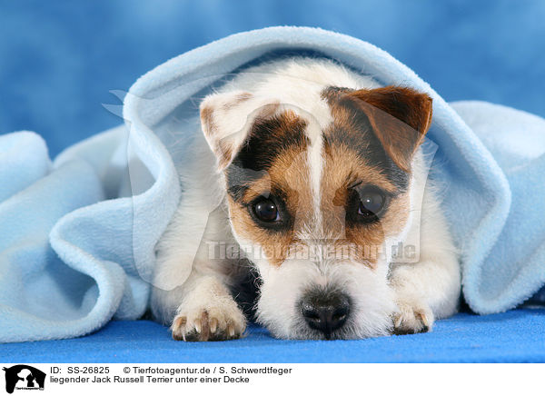 liegender Parson Russell Terrier / lying Parson Russell Terrier / SS-26825